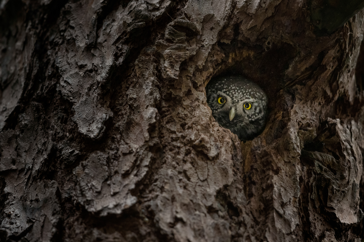 Chevêchette d'Europe - Eurasian Pygmy Owl - Glaucidium Passerinum