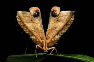 Sauterelle paon - Peacock Katydid (Pterochroza ocellata)