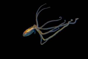 Vie sous marine (10)