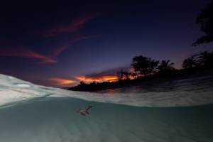 Vie sous marine (11)