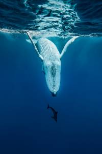 Vie sous marine (12)