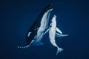 Baleine et baleineau