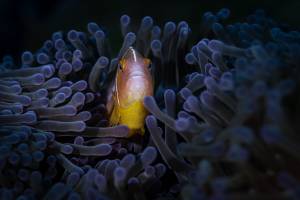 Vie sous marine (14)