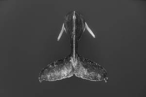 Vie sous marine (15)