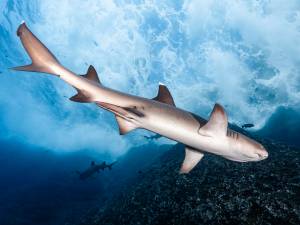 Vie sous marine (16)