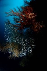 Vie sous marine (17)