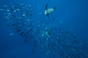 Vie sous marine (18)