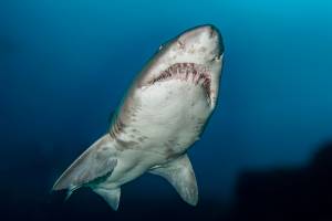 Vie sous marine (19)