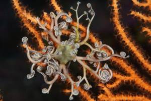 Petite Gorgonocéphale dans une gorgone orange.