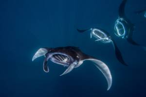 Vie sous marine (20)