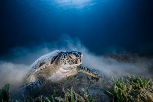 Tortue verte - Green sea turtle - Chelonia mydas