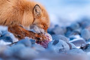 Le renard et la coquille Saint-Jacques
