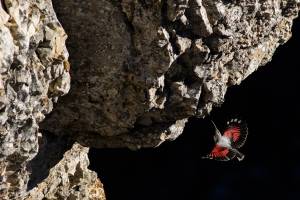 Tichodrome échelette