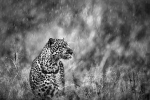 Femelle léopard se mettant en chasse sous un orage violent, masaï Mara, Kenya